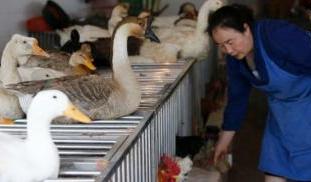 130506041542-china-poultry-market-story-top.jpg
